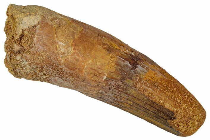 Fossil Spinosaurus Tooth - Feeding Worn Tip #354809